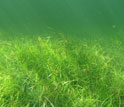 Photo of a dense seagrass meadow at the Florida Coastal Everglades LTER site.