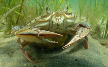 Seagrasses provide critical habitat for crabs and other aquatic life.