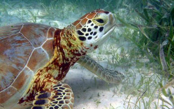 Underwater image showing a sea turtle with seagrass on the sandy bottom.