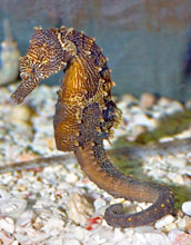 Photo of a male seahorse carrying the unborn babies in a stomach pouch.