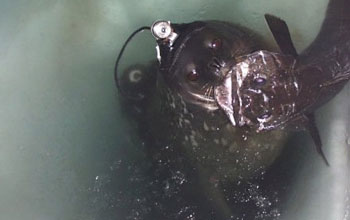 Photo of seal with fish in its mouth