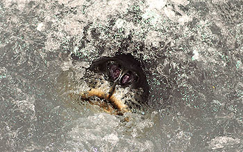 Photo of seal's nose coming up through icy water