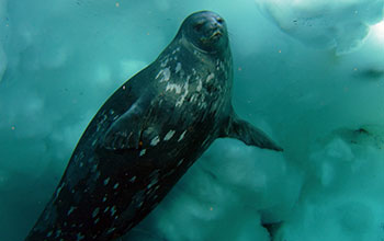 A Weddell seal swims under the ice in McMurdo Sound, Antarctica