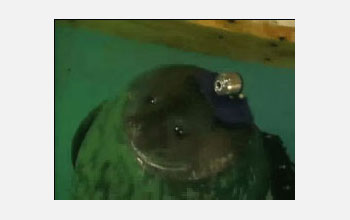 seal with seal cam