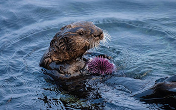 a southern sea otter