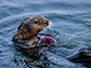 a southern sea otter
