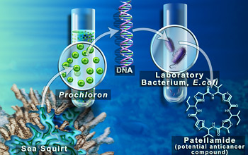 Patellamide production in bacterium