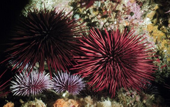 a pair of red sea urchins