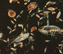 Imahe showing larval fish.