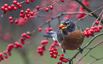 Small birds like robins disperse seeds over relatively short distances.
