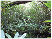 Rhododendrons leave no space left as branches stretch over forest floors and streams.