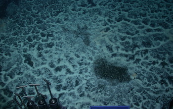 A seafloor hydrocarbon seep is one location where self-mutating microbes were previously found.