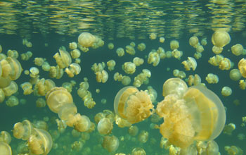 endemic jellyfish in Jellyfish Lake in Palau.