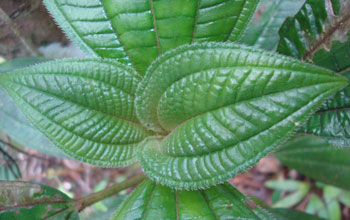 a Miconia racemosa seedling growing in forest understory in Puerto Rico.