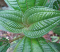 a Miconia racemosa seedling growing in forest understory in Puerto Rico.