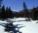 melting snow and conifers in the headwaters of the Rio Grande River in Colorado.