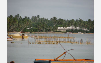 Photo of Pandanus leaves soaking in ocean before being made into crafts