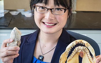 Professor Kim studies ancient shark teeth