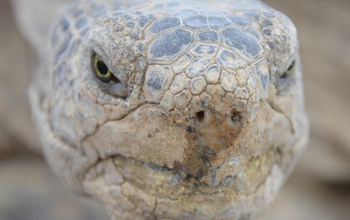 A desert tortoise that's likely infected with Mycoplasma, a contagious respiratory infection.