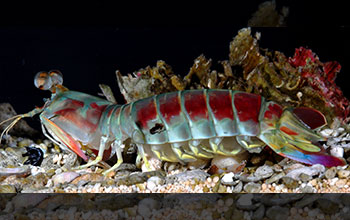 A male mantis shrimp viewed with linear polarization