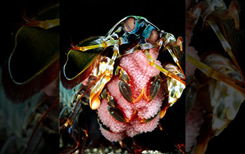 Female mantis shrimp clutching eggs