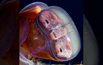 Close-up of eye of mantis shrimp (Pseudosquillana richeri)