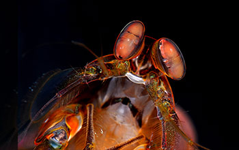 Female mantis shrimp (Pseudosquillana richeri)
