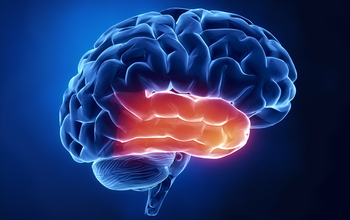 Temporal lobe - human brain in x-ray view.