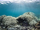 coral bleaching at Lizard Island, Australia