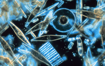 plankton (diatoms) among crystals of annual sea ice in McMurdo Sound, Antarctica.