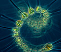 phytoplankton in a dark sea.