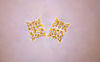 two Odontella aurita diatoms floating in the sea.