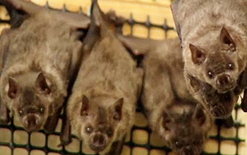 close up of several bats