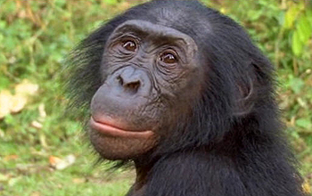 Bonobo facing the camera