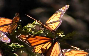 Several monarch butterflies on a branch