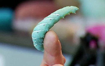 Caterpillar on a person's finger