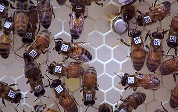 Close up of bees with research tags