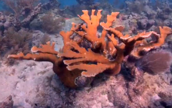 Underwater coral