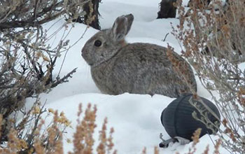 Rabbit surrounded by snow