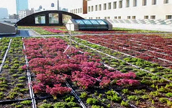 Vegetation growing on a building's roof