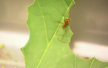 Ant on a leaf