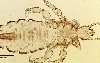 Illustration of a louse