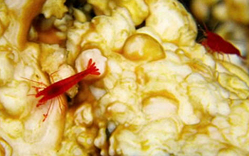 Close up of a red shrimp