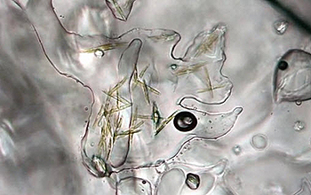 Microscopic algae