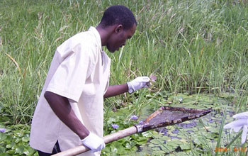 Photo of a man examining water for infectious snails in coastal Kenya.