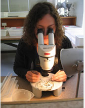 Photo of Indiana University student Kayla King dissecting snails under the microscope.