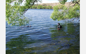 Photo of Curtis Lively and Jukka Jokela diving to collect snails in Lake Alexandrina, New Zealand.