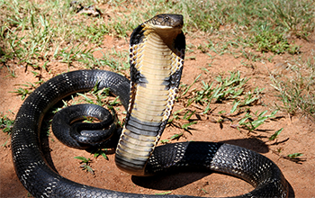 A black snake on dirt ground