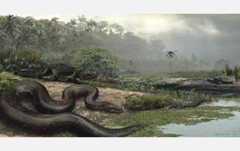 This artist's rendering of the largest snake on record shows its size; it lived in or near water.