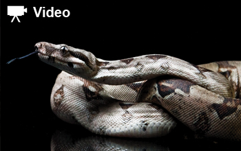 How Snakes Slither - ABDO